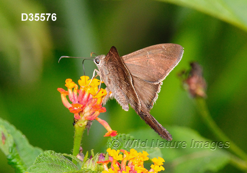 Plain Longtail (Urbanus simplicius)